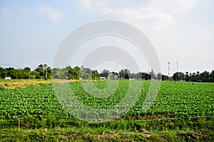 Vegetable garden with drip irrigation system 180128 0072