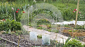 Vegetable garden in early spring, details of a flowering corner, dotted with various plants, winter cover and seedlings