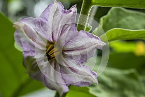 Vegetable garden eggplant purple  flower, aubergine or brinjal flower plant