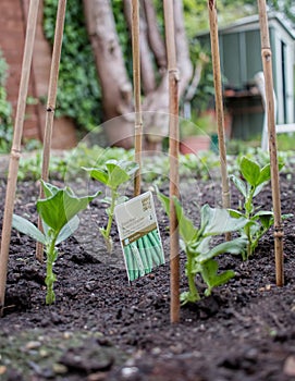 Vegetable Garden. Fava / Broad beans growing with bamboo frame.