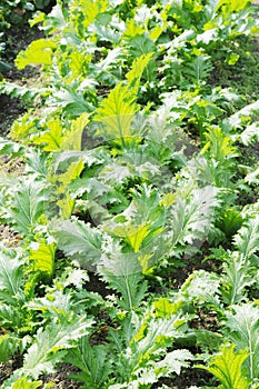 Vegetable garden field