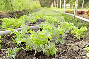 Vegetable garden with fresh salad grow up in plentifully soil