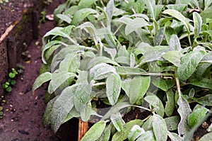 The delicious leaves of panc stachys byzantina growing photo