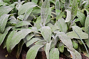 The leaves of the byzantina delachys photo