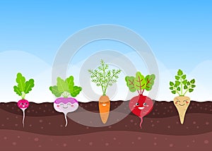 Vegetable garden with funny root-crops