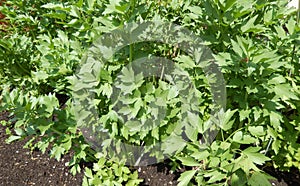 Vegetable garden greenery with lovage plant.