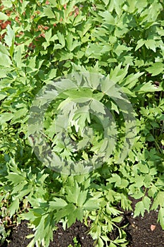 Vegetable garden greenery with lovage plant.