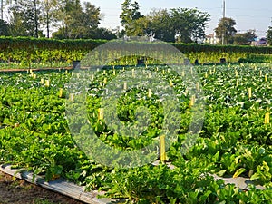 vegetable garden. Growth of vegetable. Beautiful organic mini cos lettuce or Salad vegetable garden