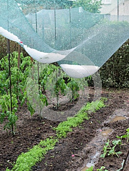 Vegetable garden after hail - the hail net has caught the ice stones and protected the crops