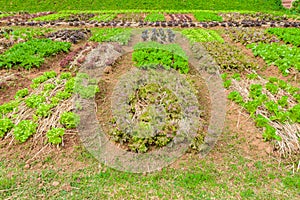 Vegetable garden Herbs, and vegetables in backyard formal garden