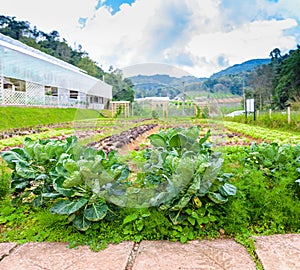 Vegetable garden Herbs, and vegetables in backyard formal garden