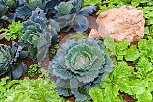 Vegetable garden Herbs, and vegetables in backyard formal garden
