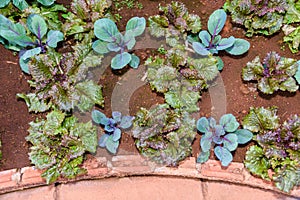 Vegetable garden Herbs, and vegetables in backyard formal garden