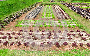 Vegetable garden Herbs, and vegetables in backyard formal garden