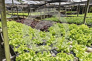 Vegetable garden with hydroponic lettuce in a small greenhouse in the Parelheiros neighborhood