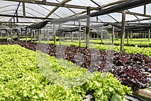 Vegetable garden with hydroponic lettuce in a small greenhouse in the Parelheiros neighborhood