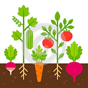 Vegetable garden illustration photo