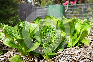 Vegetable garden: lettuce plants and compost bin