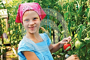 Vegetable garden - lovely gardener with harvests of tomatoe