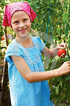 Vegetable garden - lovely gardener with harvests of tomatoe