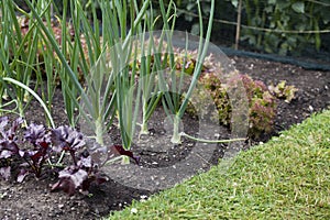 Vegetable garden with many edible plants -  salad leaves like lettuce, beet greens, spinach and broad beans