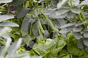 Vegetable garden with many edible plants -  salad leaves like lettuce, beet greens, spinach and broad beans