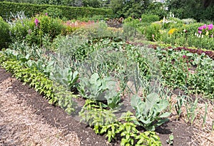 Vegetable Garden photo