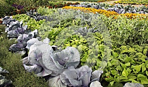 Vegetable garden with mixed crops