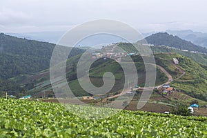 Vegetable garden on morning