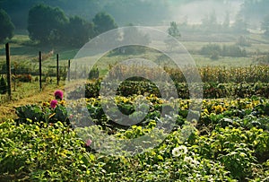 Vegetable garden in morning fog