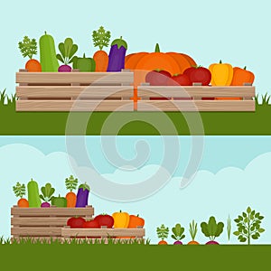 Vegetable garden. Organic and healthy food. Fresh vegetables in