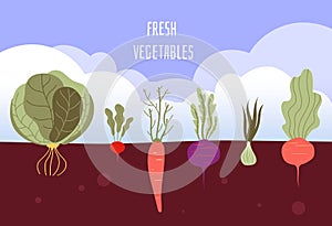 Vegetable garden. Organic and healthy food veggies gardening summer vegetables with roots in soil vector background