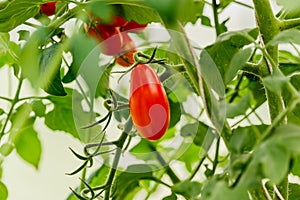 Vegetable garden with plants of red tomatoes.