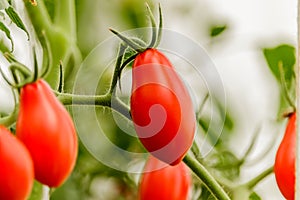 Vegetable garden with plants of red tomatoes.