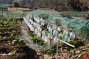 vegetable garden with plastic water bottles to protect crops from cold and birds