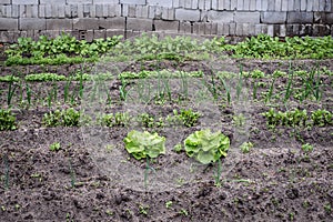 Vegetable garden in Poland