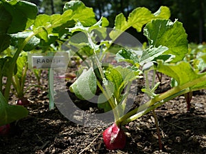 Vegetable garden: radish seedlings