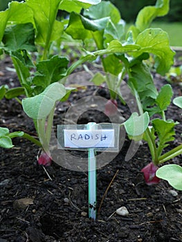 Vegetable garden: radish seedlings v