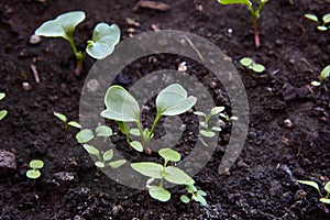 Radish sprouts growing in vegetable garden in greenhouse.