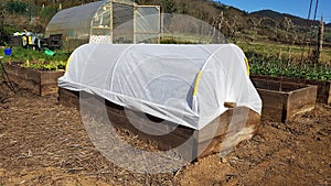 vegetable garden with raised wooden beds with greenhouse in the background. tunnel with thermal blanket to protect crops