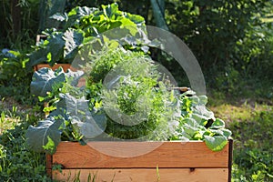 Vegetable garden in raised wooden beds, rural countryside scene