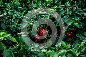 Vegetable Garden. Rural agriculture.