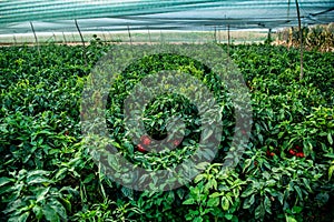 Vegetable Garden. Rural agriculture.