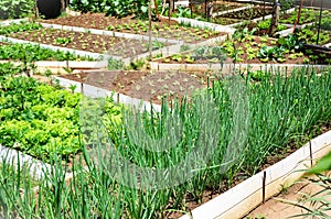 Vegetable garden with several beds with Lactuca sativa and Allium fistulosum