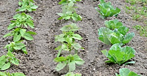 vegetable garden in spring image