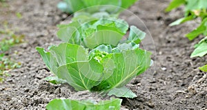 vegetable garden in spring image