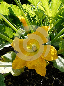 Vegetable garden: squash flower - v