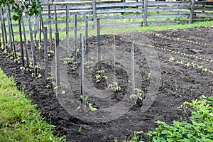 Vegetable Garden Staked Tomato Plants