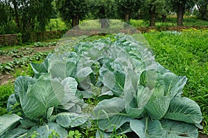 Vegetable garden in summer. Vegetables, cabbage in backyard garden.