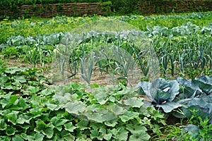 Vegetable garden in summer. Vegetables,  cabbage, cucumber, leek  in backyard garden.